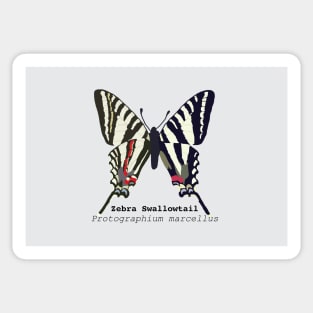 Zebra Swallowtail Sticker